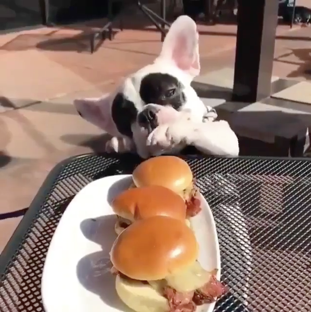 Dog vs. Cheeseburgers Mantry Inc.
